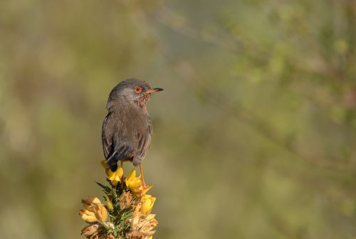 Dartford Warbler 