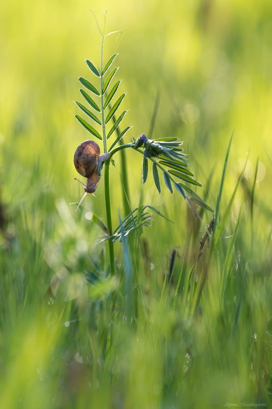 Утро... фото превью
