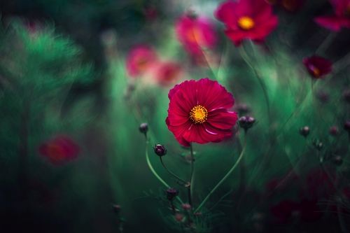 Nature