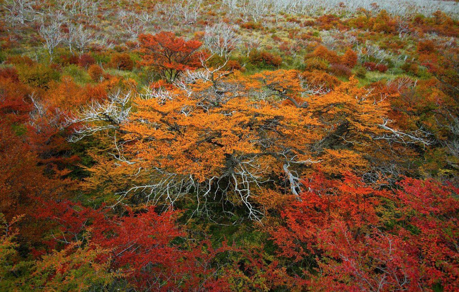 autumn, Родислав Дрибен