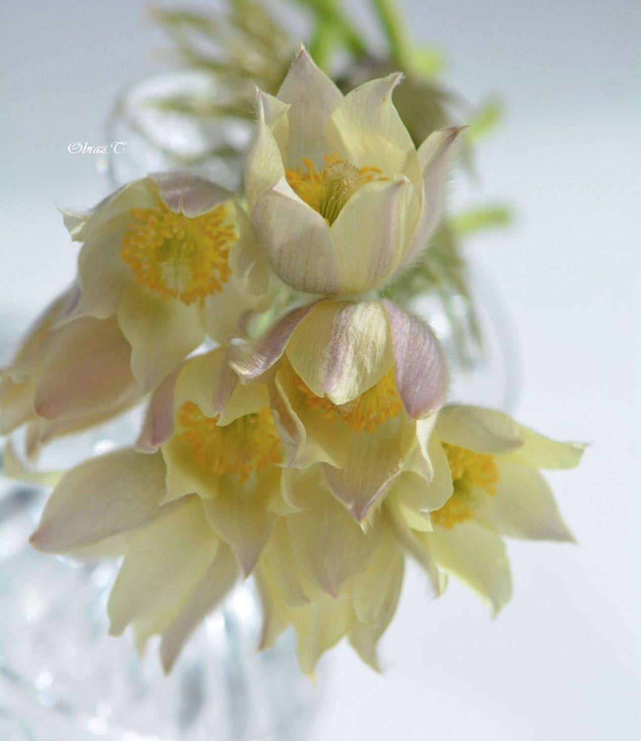 цветы, весна, Татьяна Образ