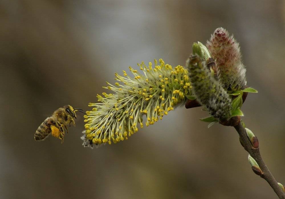 Пчела, Чепленко Алексей