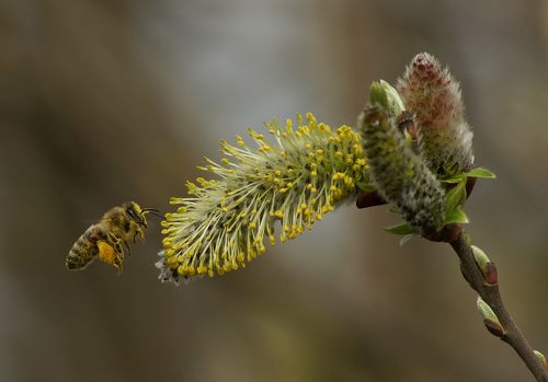 Вясна! Пчолы гудуць!