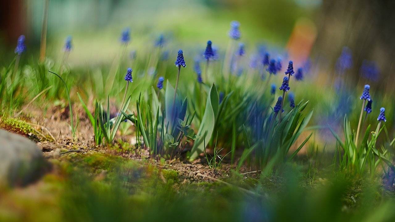 , Веселов Александр