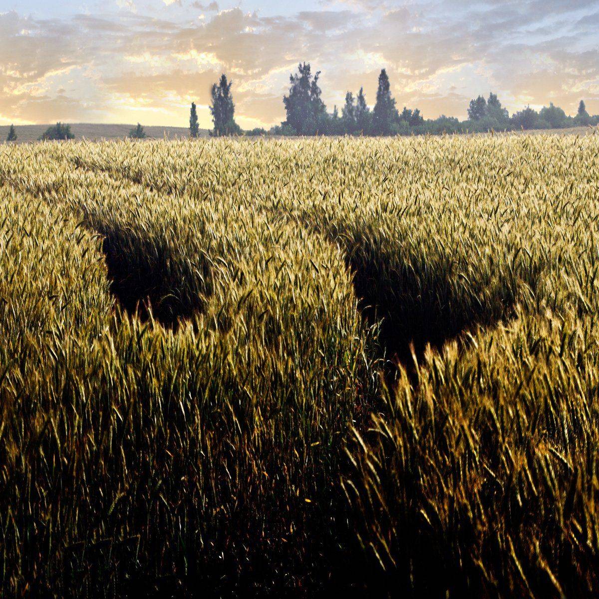 хлеб, урожай, лето, природа, Rimantas Petrikas