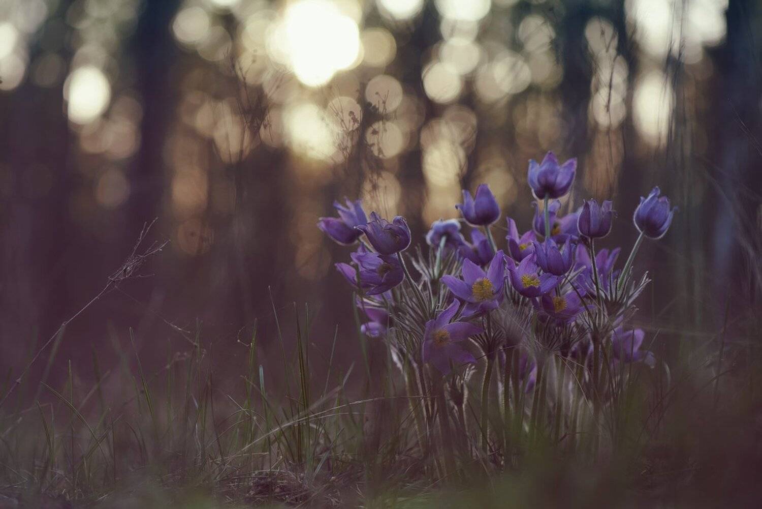 , Кузнецов Дмитрий