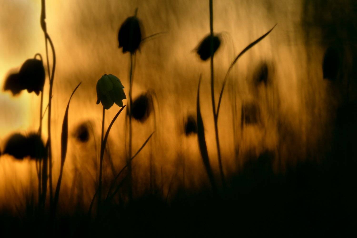 рябчик, малый, fritillaria, meleagroides, самарский лес, Sergii Markov