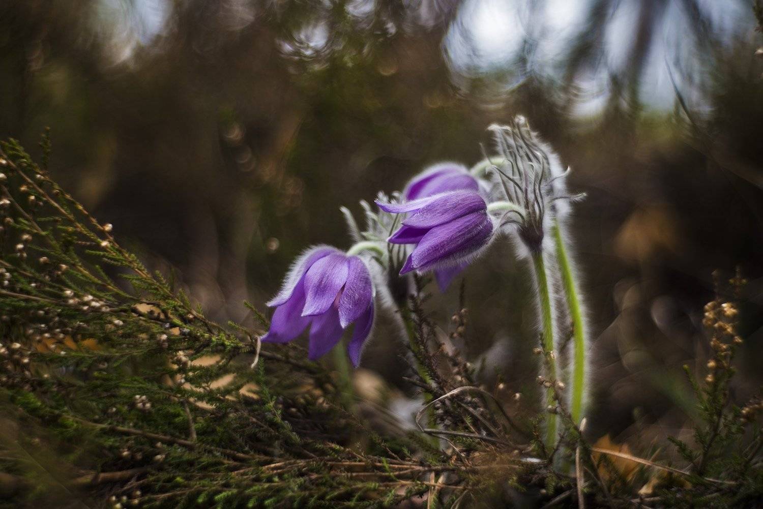 , Владислав Храмцов