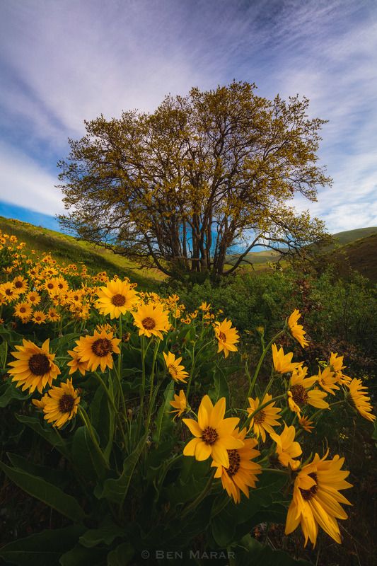 Nature Perfection фото превью