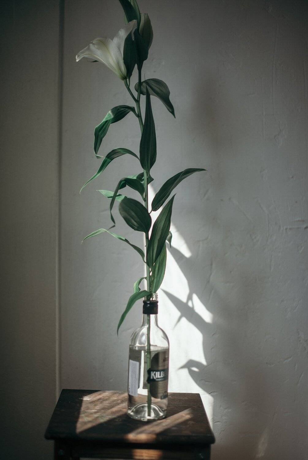 , Василевская Марина