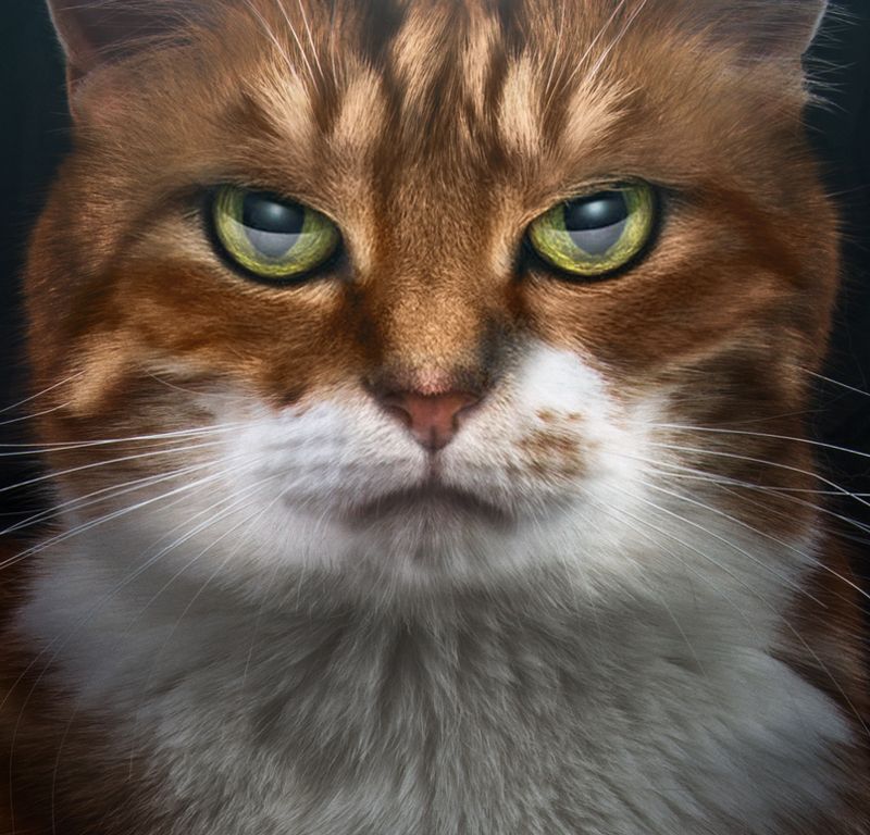 Кот фото превью