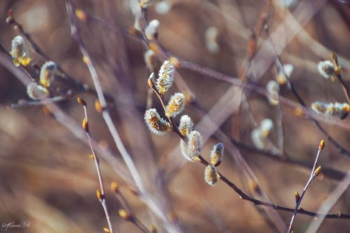 Когда природа оживает...