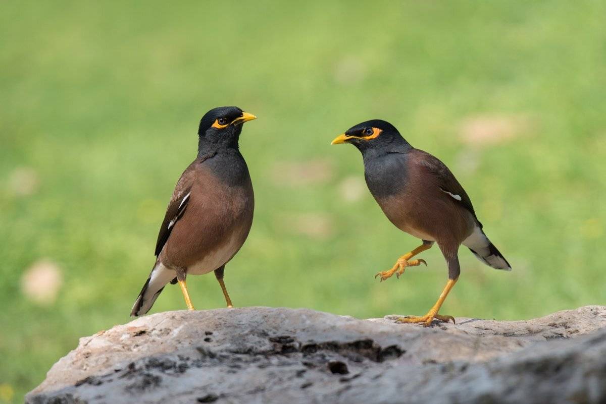 скворцы, майна, Людмила Бекман