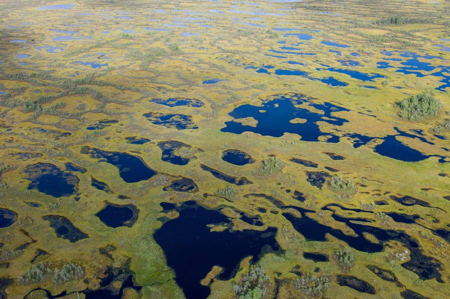 Западная Сибирь Томская область васюганское болото, Михаил Дронов