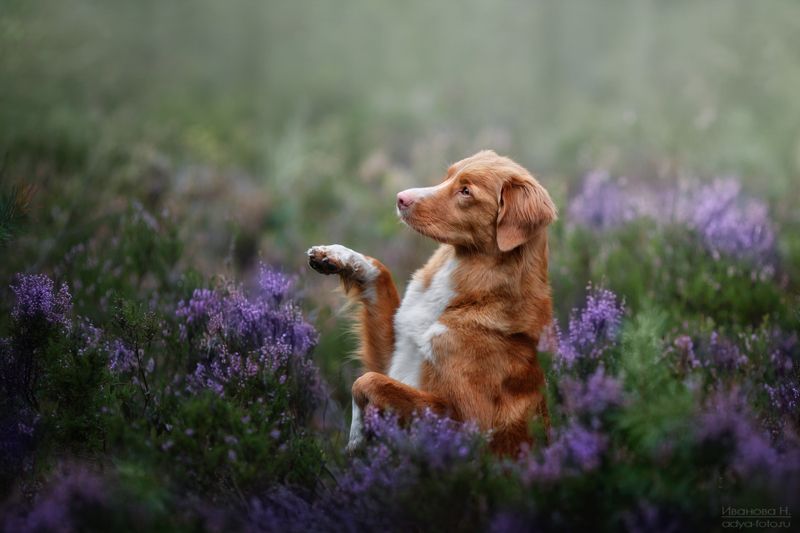 *** фото превью