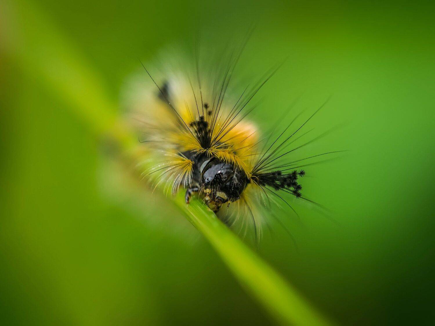 , Евгения Муравская
