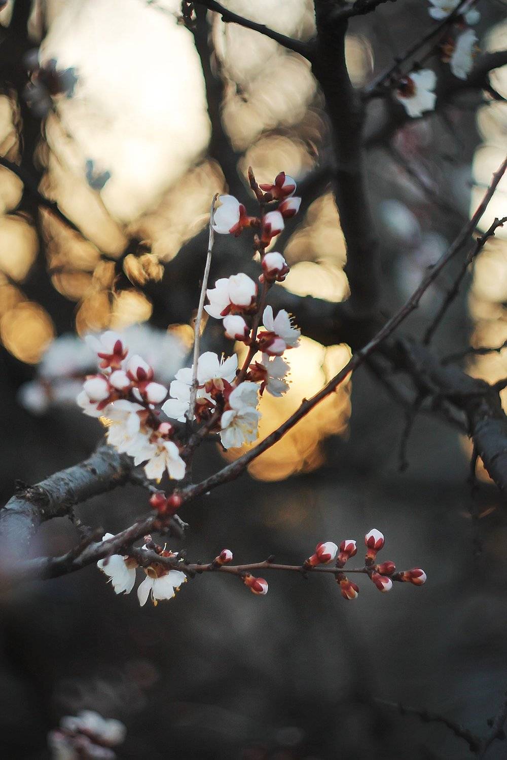 , Анастасия Колесникова