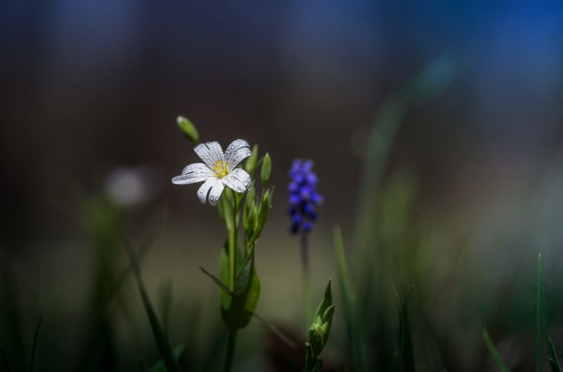 Цвъц! :) фото превью