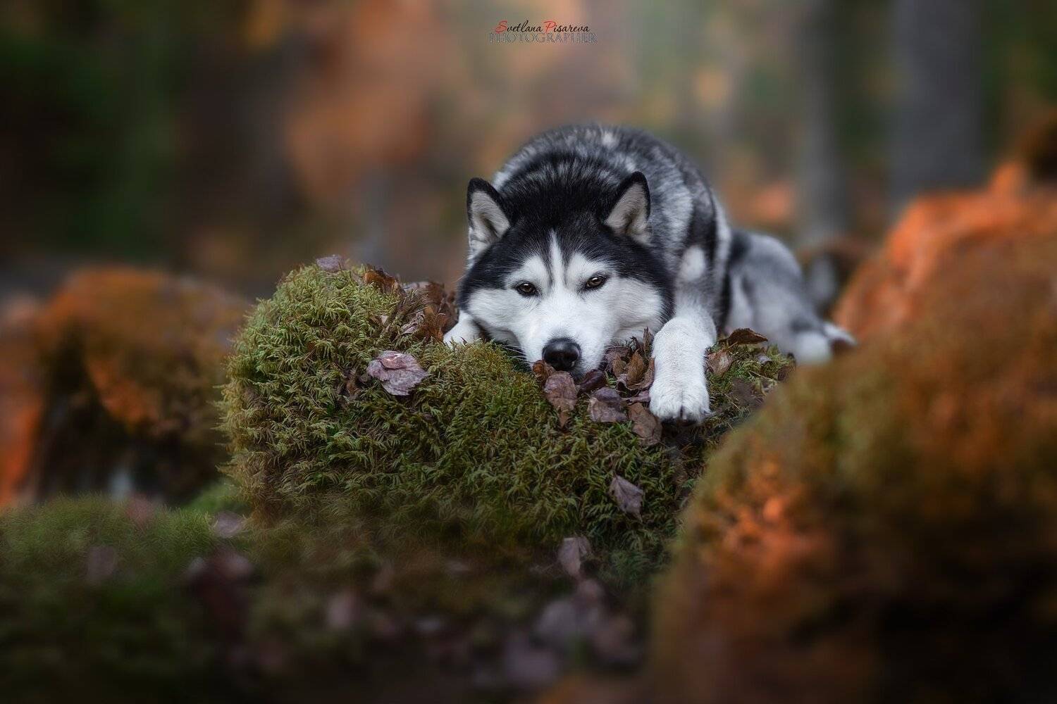 , Светлана Писарева