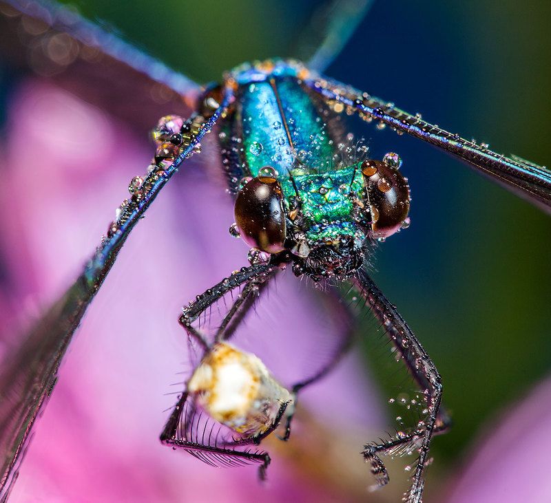 Трудный взлёт фото превью