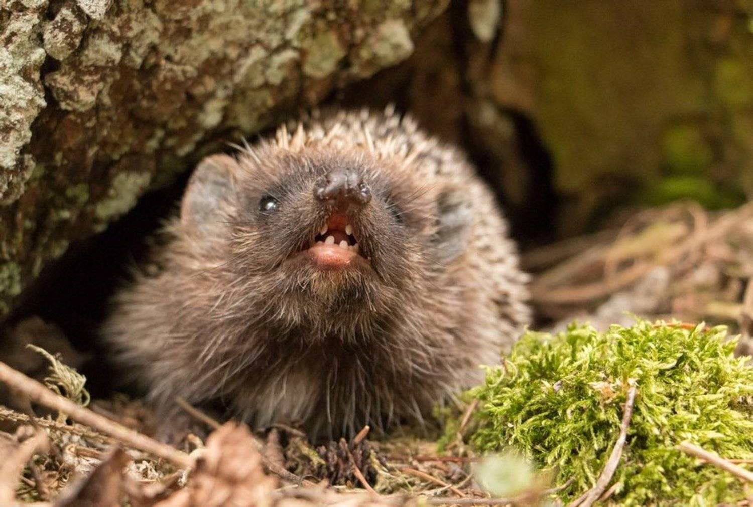 ёж, дикие животные,, Владимир Пакалевич