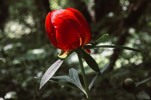 Wild Peony ( Див Божур )