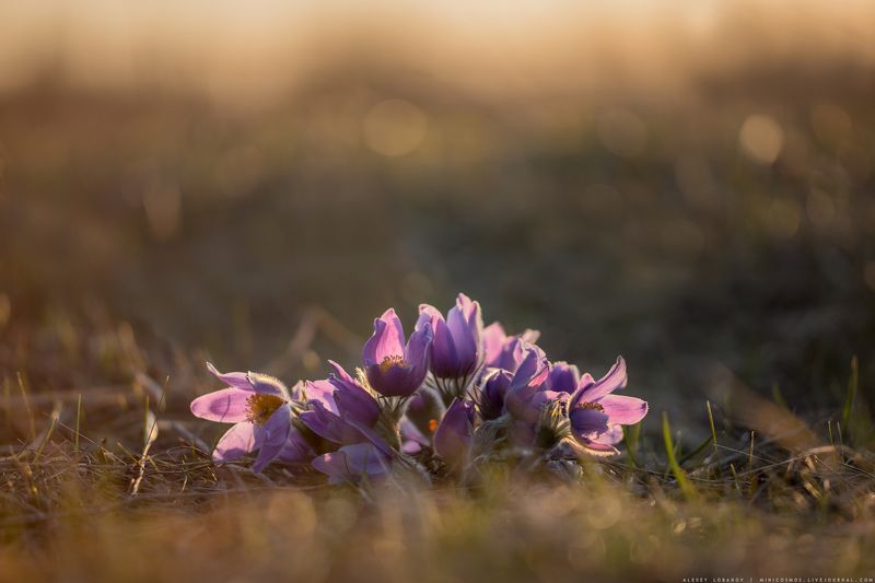 Прострелили! фото превью