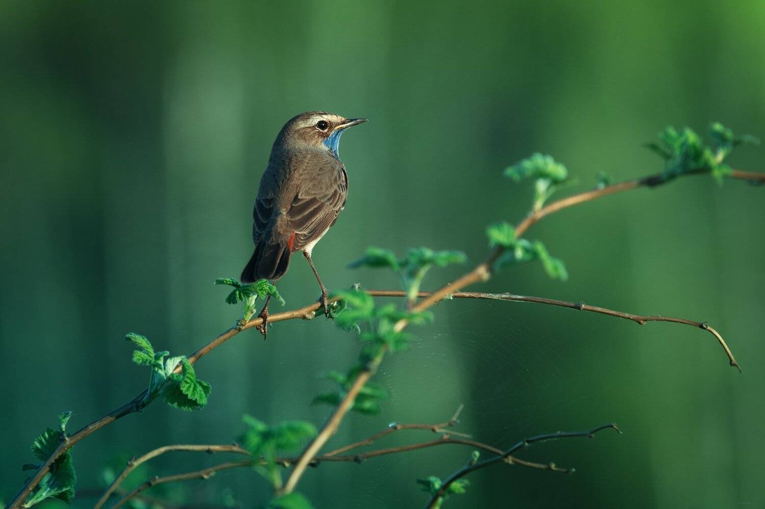 природа, лес, животные, птицы, Дмитрий Посевич