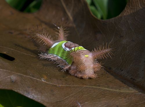 Гусеница с седлом, Saddleback caterpillar (Acharia stimulea),
