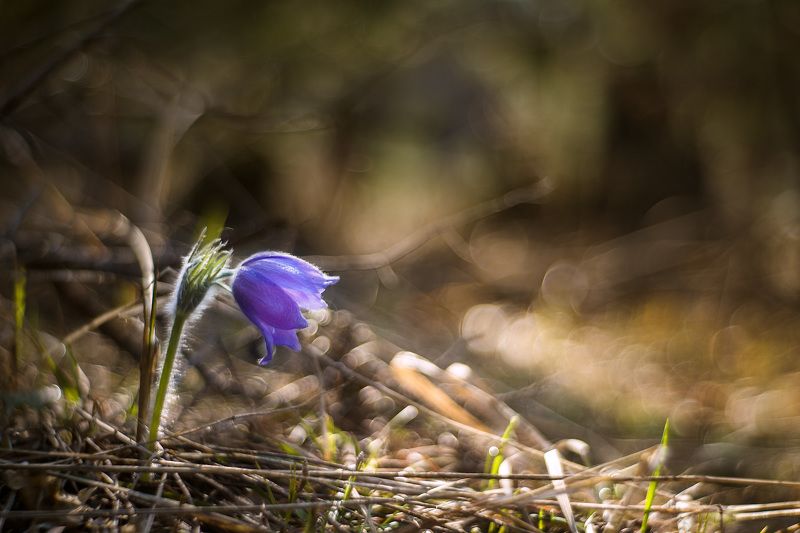 Один... фото превью