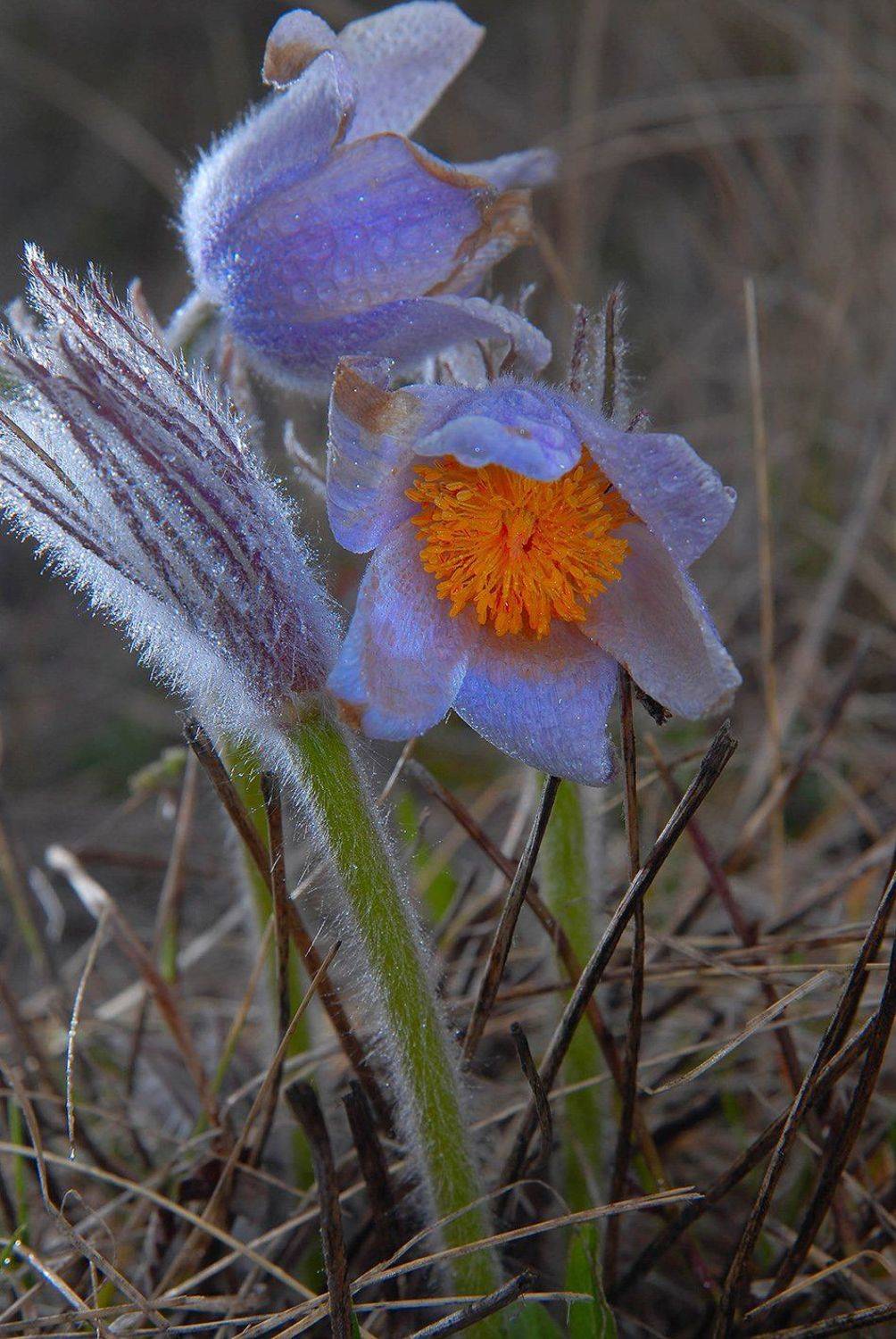 , Орлов Михаил