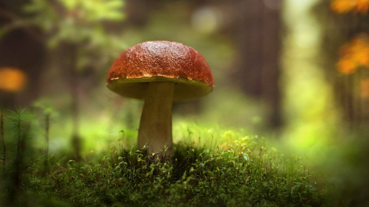 , Вадим Морозов