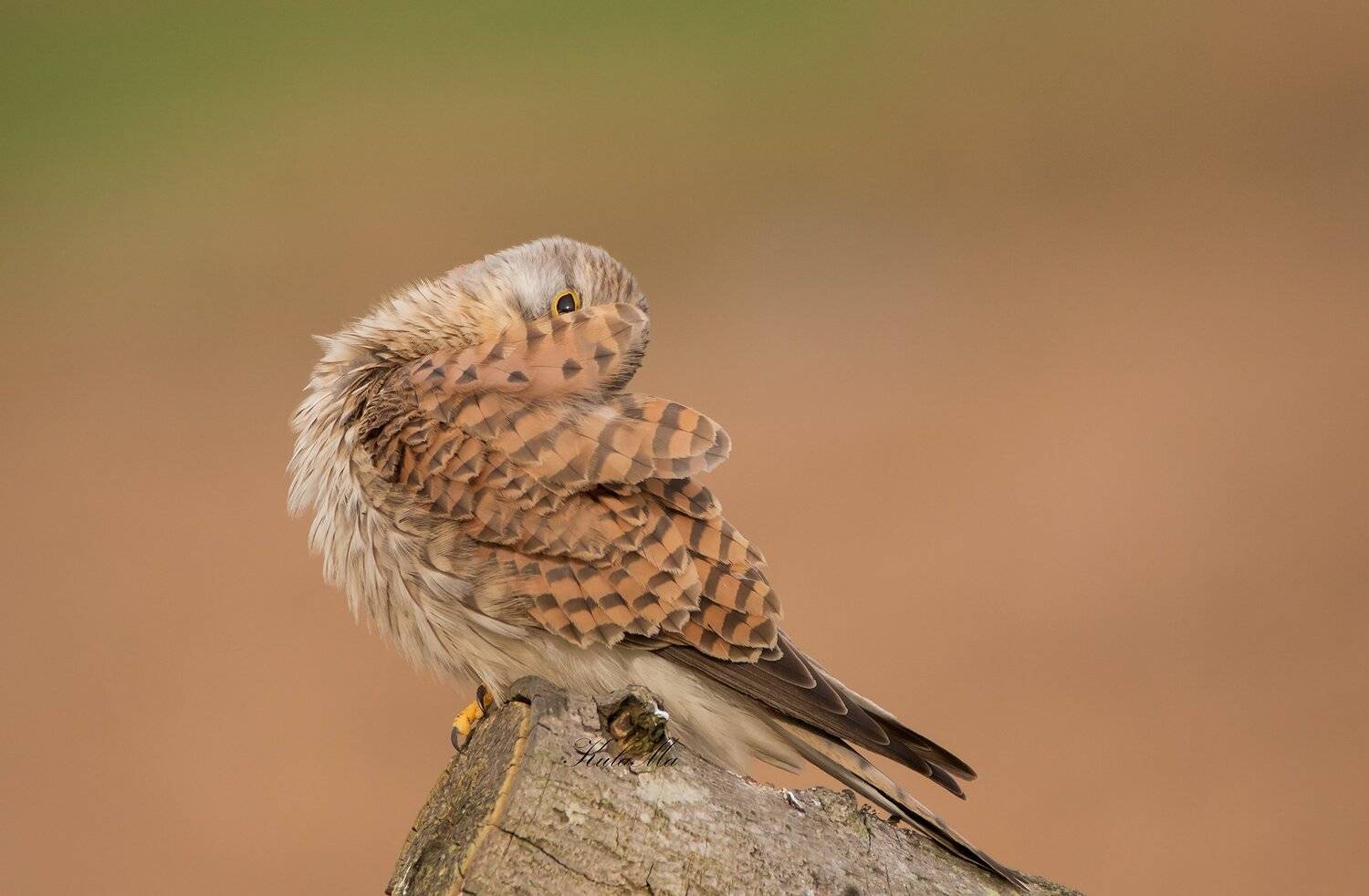 Kestrel, Birds, Birds of Prey, Nature, Wildlife, Spring, MARIA KULA