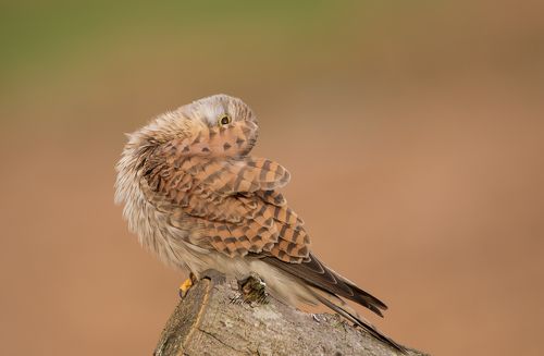 I am watching you.... Kestrel