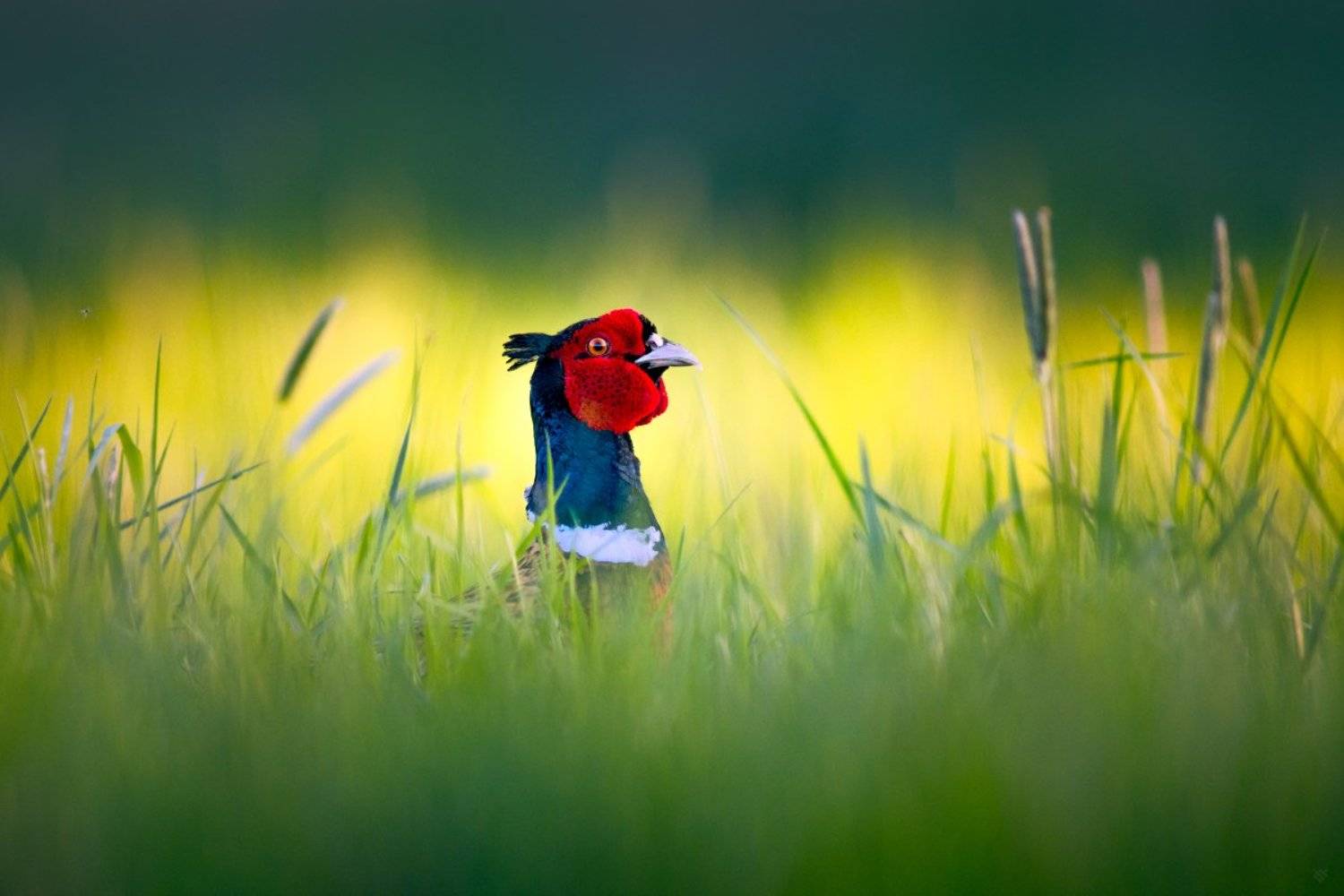 common pheasant, Phasianus colchicus, wildlife, bird, Wojciech Grzanka