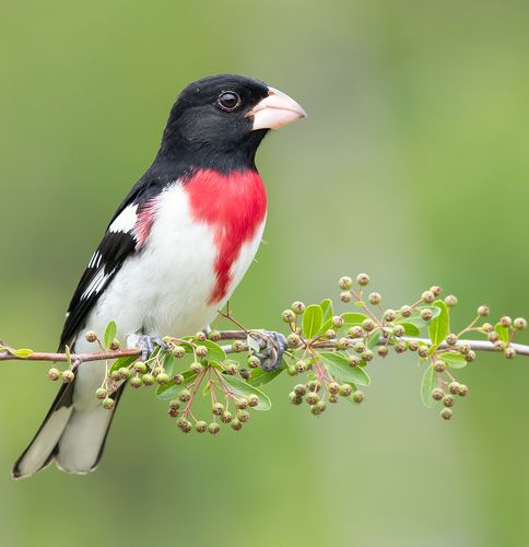 Красногрудый дубоносовый кардинал - Rose-breasted Grosbeak