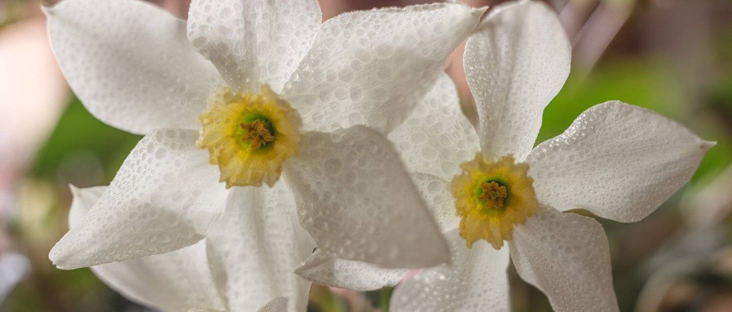 , Николай Андреев