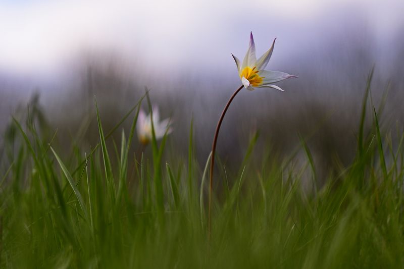 тюльпан, дубравный, tulipa, sylvestris, самарский лес Тюльпаны фото превью