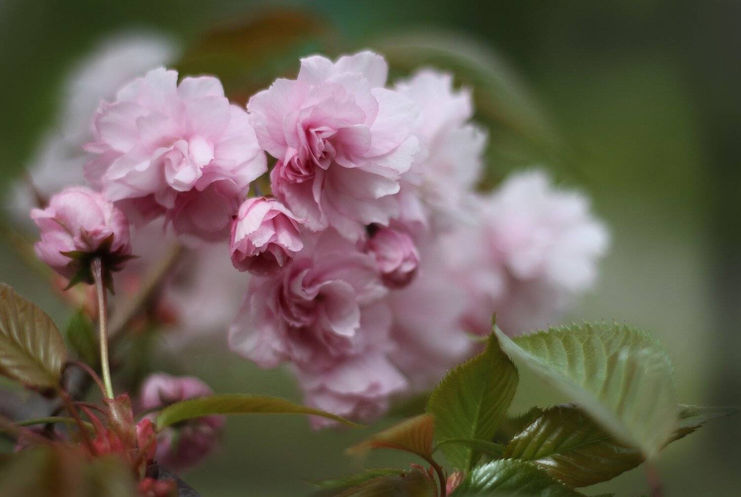 весна, цветы, wamelia