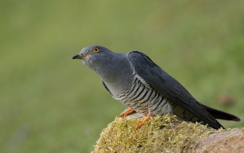 Cuckoo