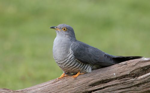 Cuckoo