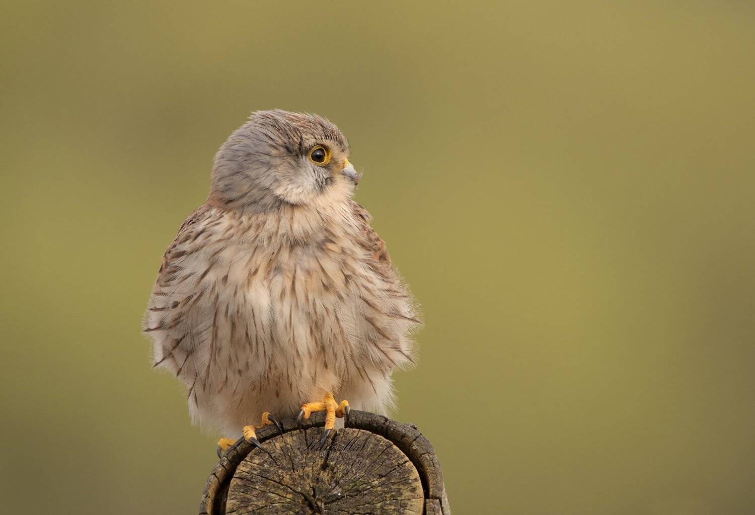 kesstrel, birds, birds of prey, nature, wildlife, woods, land, MARIA KULA