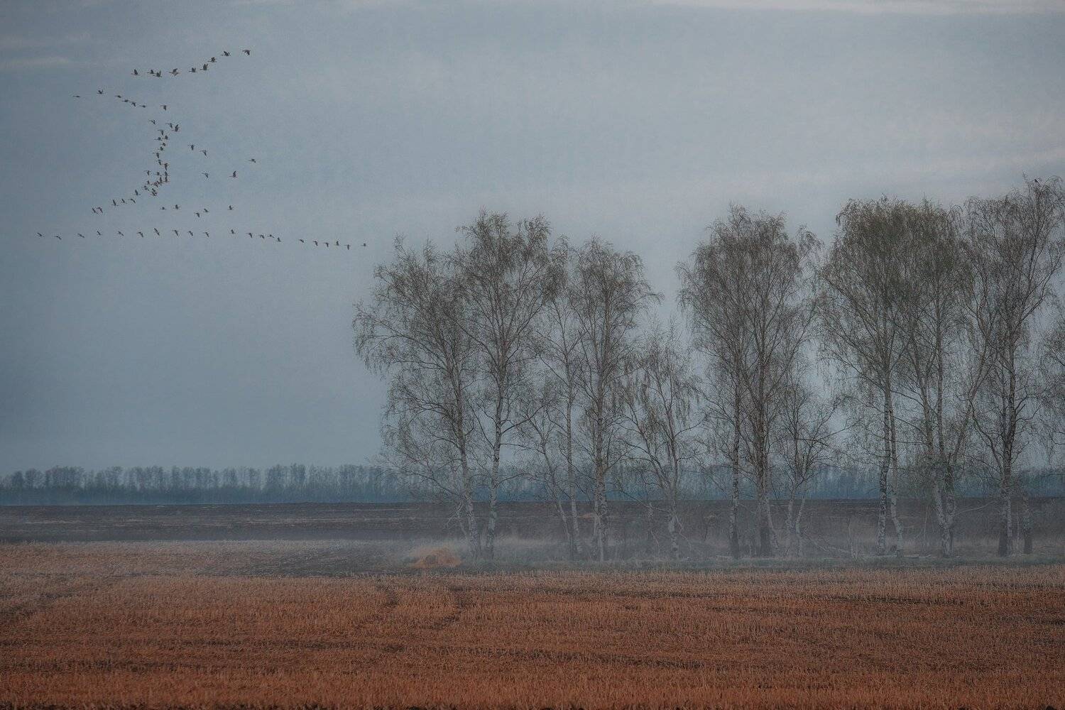 фото, весна, природа, поле, туман, гуси, Екатерина
