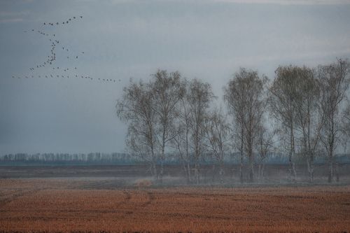 Весенняя меланхолия