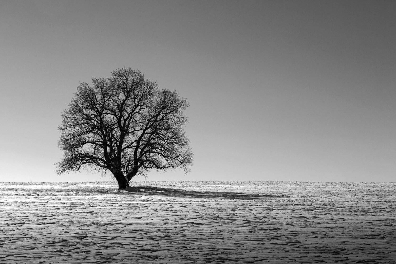пейзаж, дерево, зима, ч\б, снег, поле, тень, Денис Свечников