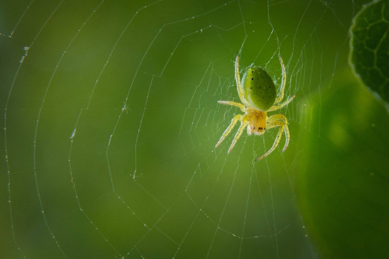 , Сергей Ослопов