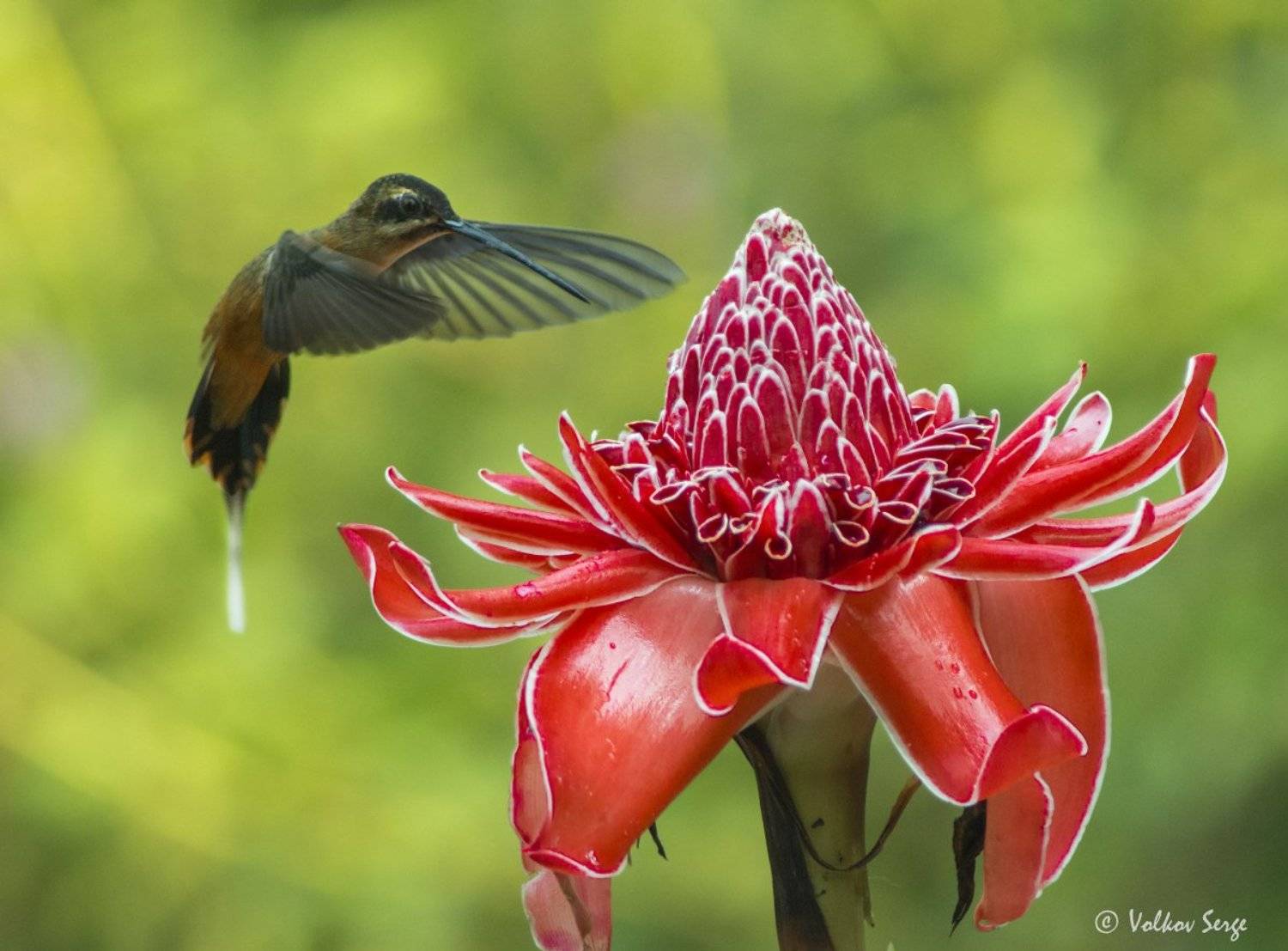 колибри, phaethornis koepckeae, южная америка, перу, wildlife, дикие животные, птицы, бёрдвотчинг, Сергей Волков