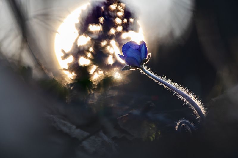 цветы,цветок,макро,растения,печеночница,бокэ,весна,трава Поляны, укрытые нежностью.. фото превью