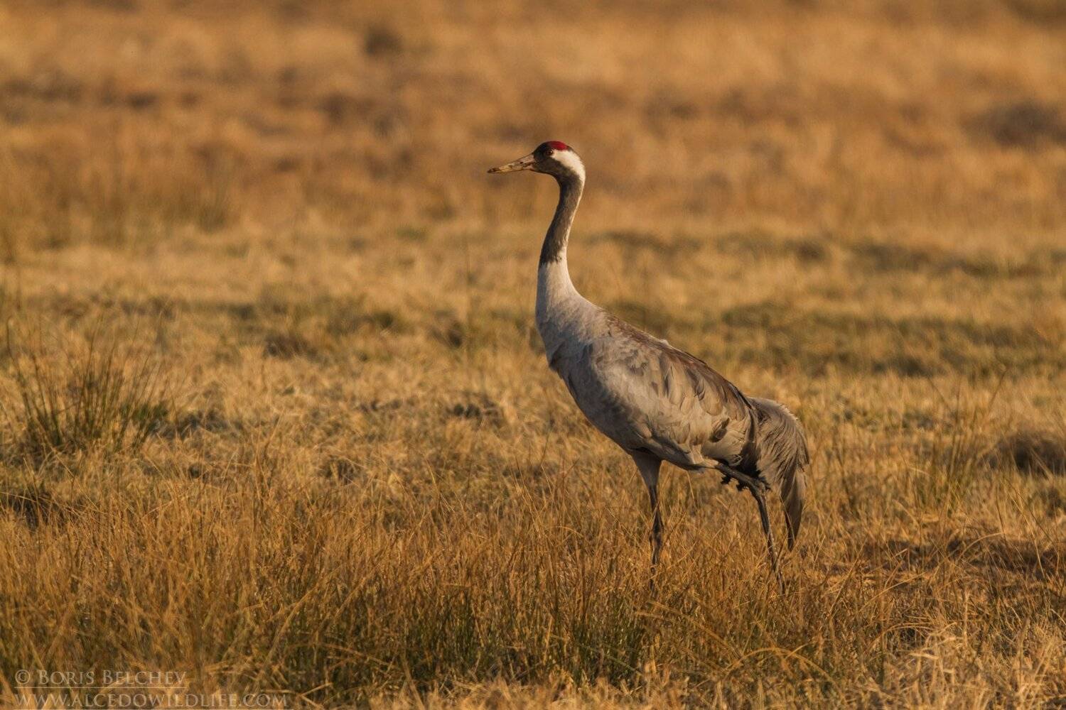 , Борис Белчев