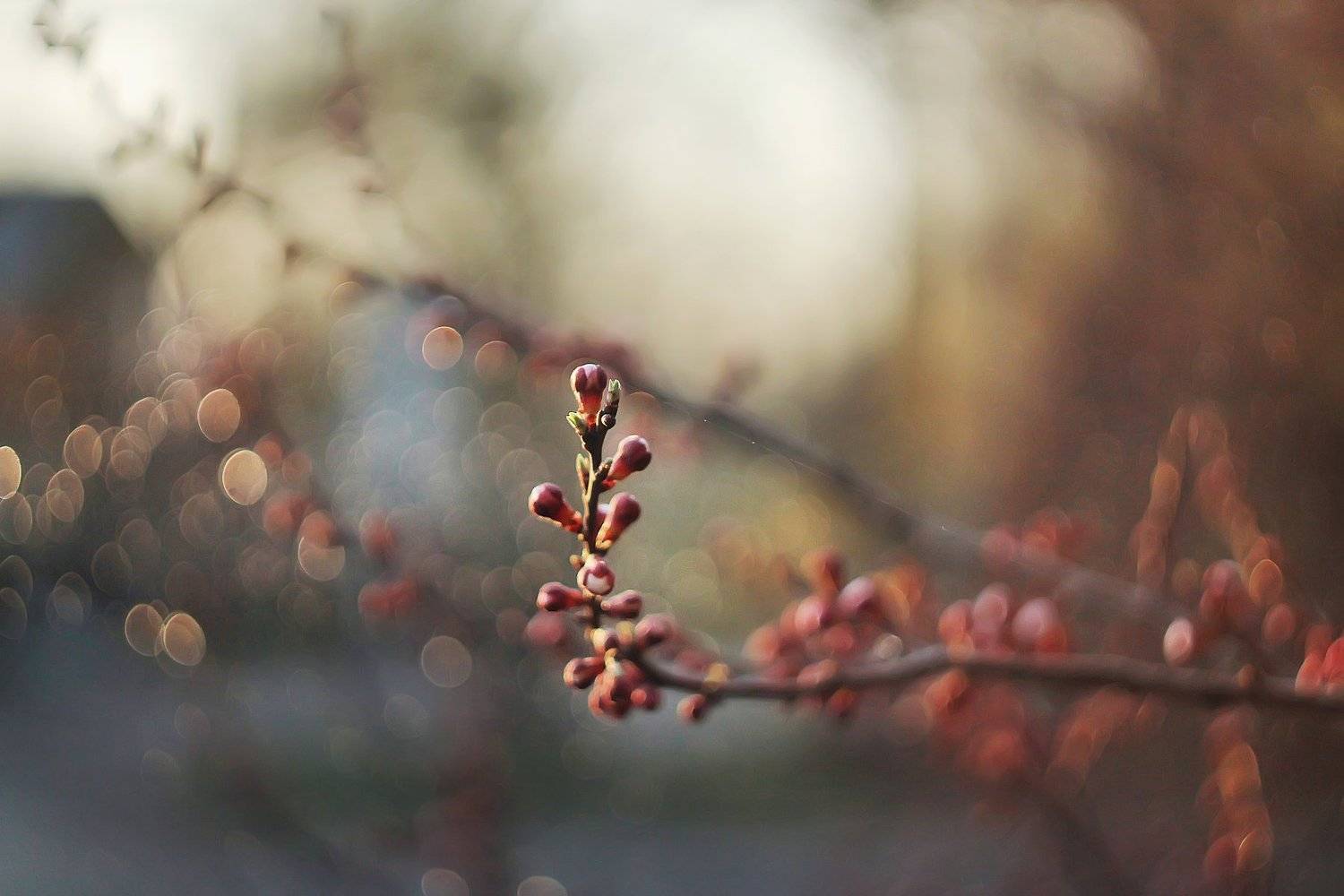 , Анастасия Колесникова